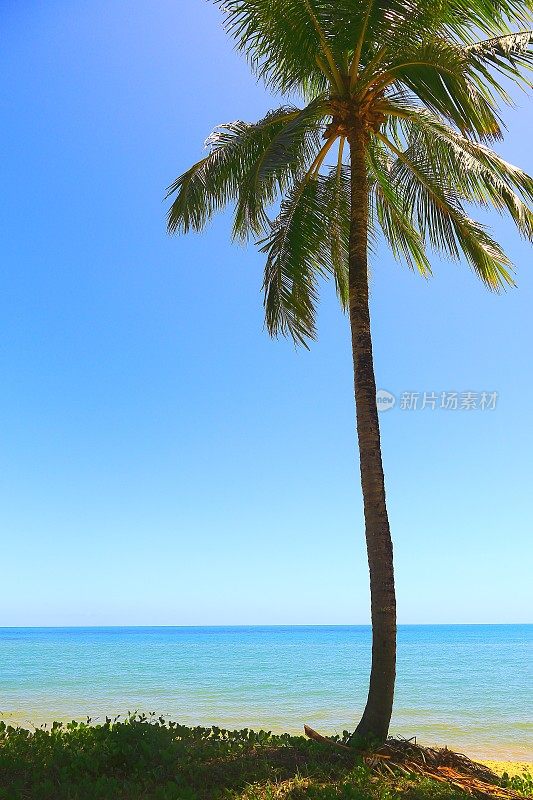 热带天堂:Praia do Forte棕榈滩日落，巴伊亚，巴西